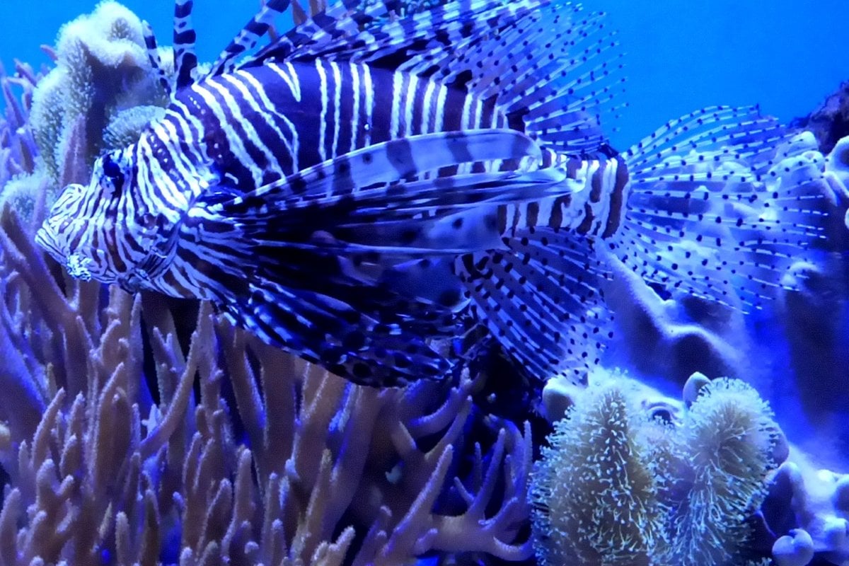 Point Defiance Zoo & Aquarium - Gallery Image 2